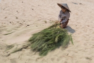 The dry branches will be turned into brooms and sold. One of the hard jobs is to beat them on the sand and get all the seeds out.
