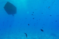 The silhouette of our dive boat with a school of fish.